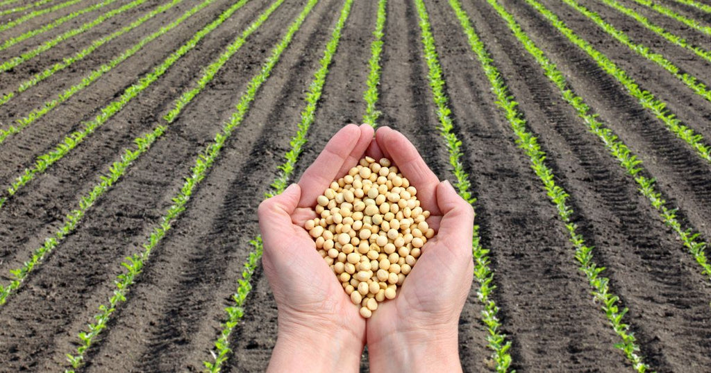 サステナブルな選択!SSAP認証を取得した大豆って何?