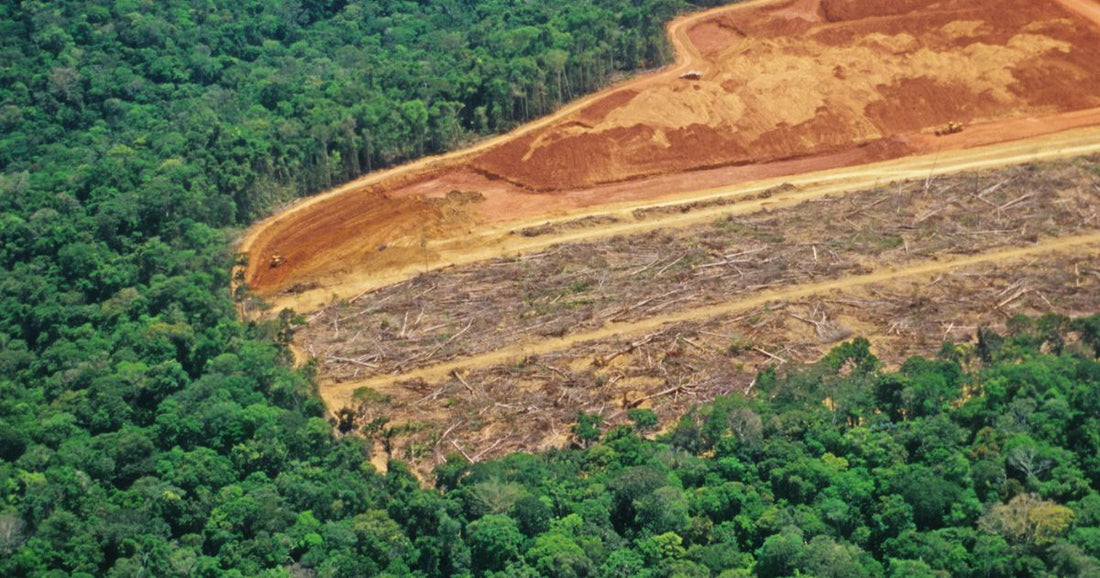 森林破壊で人間も動物も困る？その原因と温暖化への影響