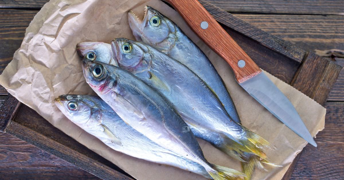 徹底ガイド】魚の鮮度を保つための処理と保存方法 – ロスゼロ