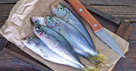【徹底ガイド】魚の鮮度を保つための処理と保存方法