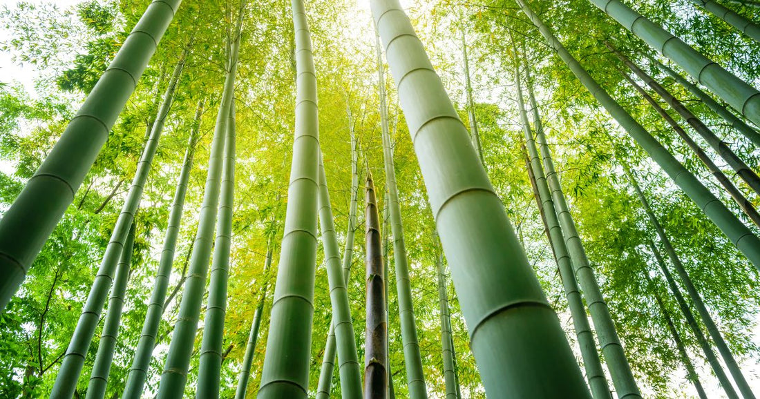 【破竹の勢いで再生】竹の活用方法とSDGsへの可能性