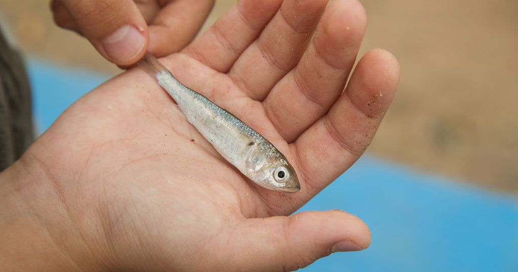 海の隠れた財宝：未利用魚と共に築く持続可能な食の未来