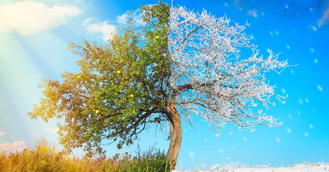 1本の期の左が夏、右が冬