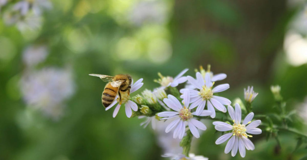 ミツバチの減少と食品ロスの意外な関係