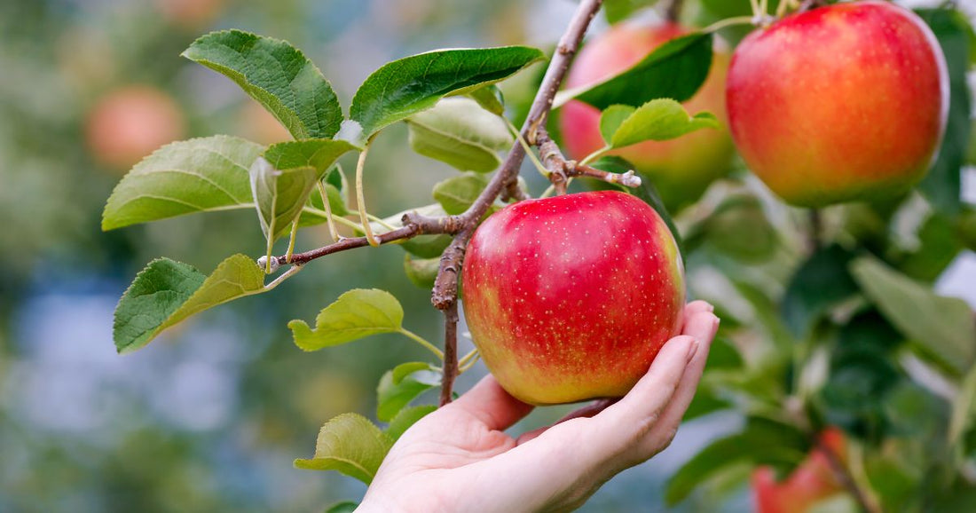 摘果りんごとは？知られざる栽培方法と隠れ食品ロス
