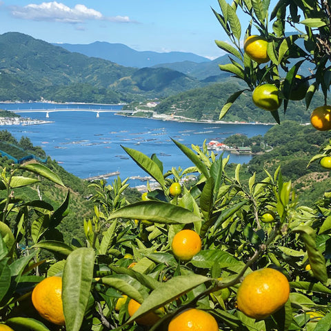 【愛媛・さっぱりとした口当たり】極早生みかん2種のブレンドジュース【6本】メーカー直送