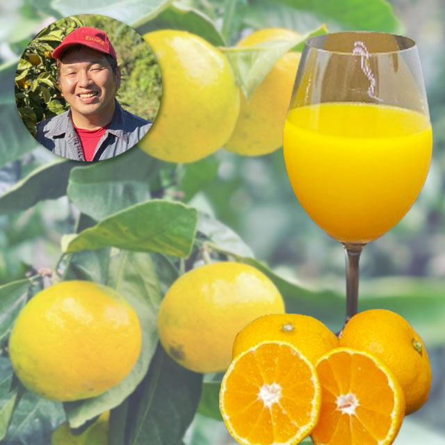 ＜愛媛の恵み＞温州みかんジュース　宇和島マンダ リン・ヌーヴォー2025 【メーカー直送】