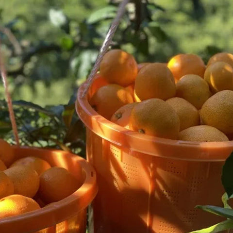 ＜愛媛みかん愛＞もぎたての味を楽しむ！みかんジュース【300ml×12本】メーカー直送