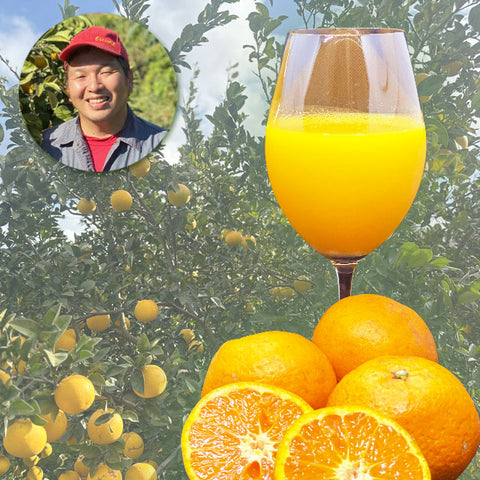 ＜2種飲み比べ＞南津海＆宇和ゴールド　720ml【2種12本】メーカー直送