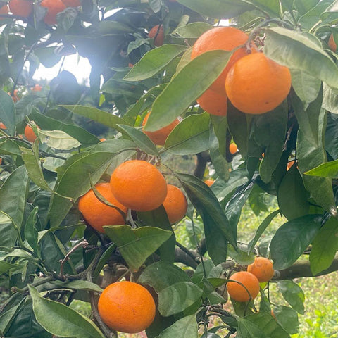 ＜愛媛みかん愛＞もぎたての味を楽しむ！みかんジュース【300ml×12本】メーカー直送