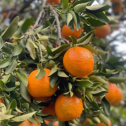 【愛媛みかん愛・限定生産】甘平ジュース720ml【6本・12本】メーカー直送