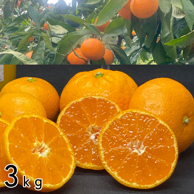 ＜愛媛みかん愛＞温州みかん　家庭用優品【3kg・5kg・10kg】メーカー直送