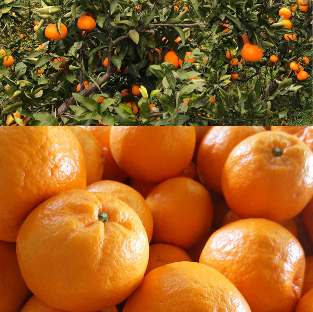 ＜糖度15度超＞今津ポンカン 家庭用優品【3kg・5kg・10kg】メーカー直送