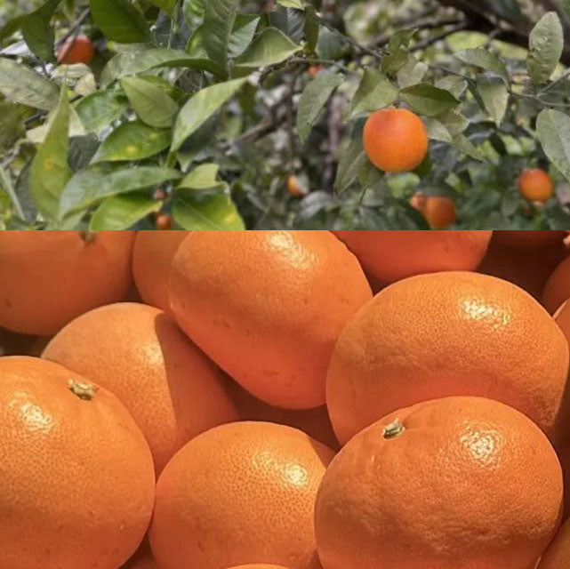 ＜愛媛の至宝＞とろける高級柑橘「せとか」家庭用優品【3kg・5kg・10kg】メーカー直送