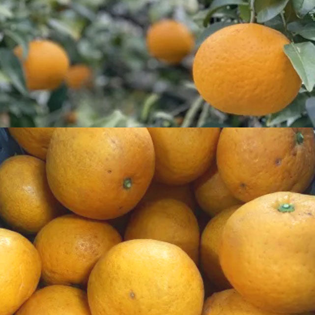 ＜愛媛の恵み＞ぎゅっと濃厚な「新甘夏」家庭用優品【3kg箱・5kg箱・10kg箱】メーカー直送