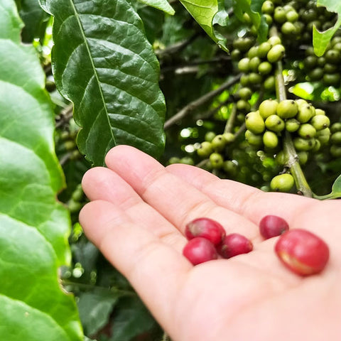＜コーヒー好きに贈る＞2種の珈琲豆飲み比べセット