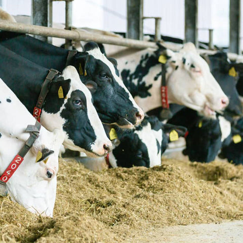 ＜贅沢２層＞重ねチーズケーキ冷凍【24個】