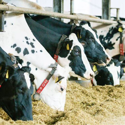 ＜アーモンド＆パイナップル＞地球と私に優しい極上スイーツ２種【各10個・各30個】