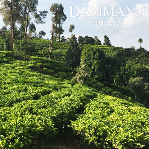 ＜フランス＞300年の伝統を守る最高級紅茶【24包入×1箱】