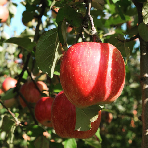 【りんご】セミドライフルーツたっぷり約120粒